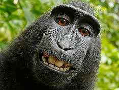 ���� � ����� wikimedia.org